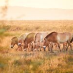 Przewalski-Pferde im Nationalpark Neusiedler See – Seewinkel. © Burgenland Tourismus / Peter Podpera